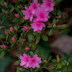 Karen Azalea Shrub 7 Karen Azalea Shrub -Plant Seed Store Azalea Karen 1