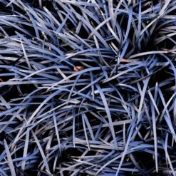 Black Mondo Grass 8 Black Mondo Grass -Plant Seed Store BLack Mondo Grass 1 FGT