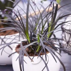 Black Mondo Grass 9 Black Mondo Grass -Plant Seed Store BLack Mondo Grass 4 FGT