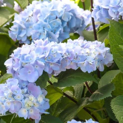 Blue Enchantress® Hydrangea -Plant Seed Store BLue Enchantress Hydrangea 1 BB
