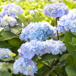 Blue Enchantress® Hydrangea -Plant Seed Store BLue Enchantress Hydrangea 2 FGT