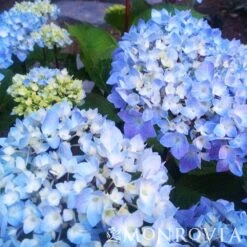 Blue Enchantress® Hydrangea -Plant Seed Store BLue Enchantress Hydrangea 4 FGT