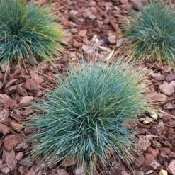 Blue Fescue Grass -Plant Seed Store BLue Fescue Grass 3 FGT