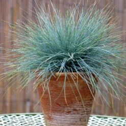 Blue Fescue Grass -Plant Seed Store BLue Fescue Grass 5