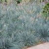 Blue Fescue Grass -Plant Seed Store BLue Fescue Grass FGT 600x600 832cd788 6bd8 4a89 976f 7165df671401