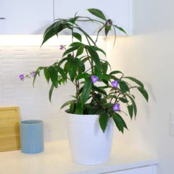 Weeping Blue Ginger Plant -Plant Seed Store BLue Ginger 4 FGT