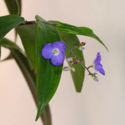 Weeping Blue Ginger Plant -Plant Seed Store BLue Ginger 5 FGT