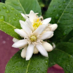 Buddha's Hand Citron Tree 12 Buddha's Hand Citron Tree -Plant Seed Store BUddhas Hand Citrus 4 b5693898 6a3b 4724 b4fc 03ef34337a89