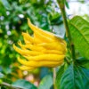 Buddha's Hand Citron Tree -Plant Seed Store BUddhas Hand Citrus FGT 600x00 c7b7ed4b 90f4 4bc0 bea3 7ce64aca5272