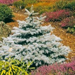 Baby Blue Spruce Tree 7 Baby Blue Spruce Tree -Plant Seed Store Baby Blue 2