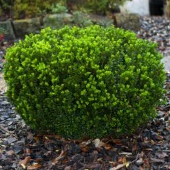 Baby Gem™ Boxwood Shrub -Plant Seed Store Baby Gem 1