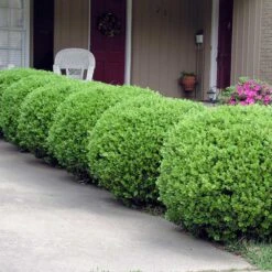 Baby Gem™ Boxwood Shrub -Plant Seed Store Baby Gem 2