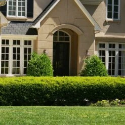 Baby Gem™ Boxwood Shrub -Plant Seed Store Baby Gem 4