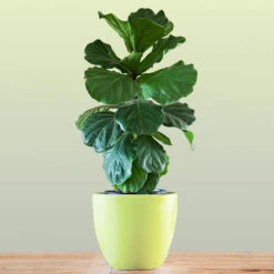New Apartment House Plant Kit -Plant Seed Store Bambino FIddleLeafFIg 1 FGT bd3dd921 c687 4854 8196 8b43f064984d