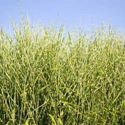 Miscanthus Bandwidth (Chinese Silver Grass)