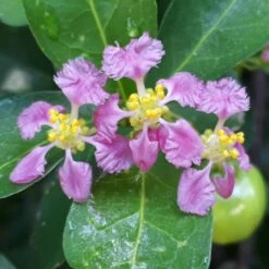 Barbados 'Acerola' Cherry -Plant Seed Store Barbadoes Cherry 1