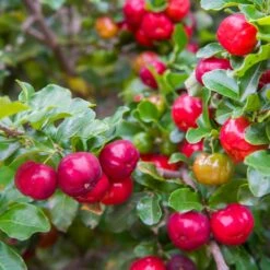 Barbados 'Acerola' Cherry -Plant Seed Store Barbadoes Cherry 2 FGT
