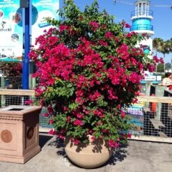 Barbara Karst Bougainvillea -Plant Seed Store Barbera Karst Bougainvillea 10 155d5d1a 2b5a 43af 8907 291a7da5833d