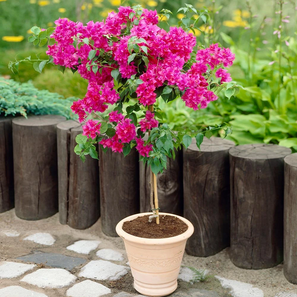 Barbara Karst Bougainvillea 6 Barbara Karst Bougainvillea - Image 4