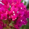 Barbara Karst Bougainvillea -Plant Seed Store Barbera Karst Bougainvillea FGT 600x600 0df72a01 a827 4b46 985b 0296e921eb86
