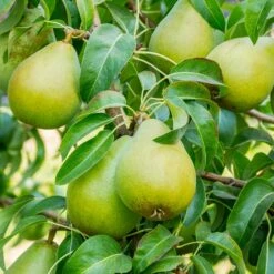 4-in-1 Pear Surprise Tree -Plant Seed Store Bartlett Pear 3 BB 91576d60 9115 4cb7 bed6 62a48929b5db