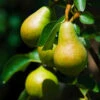 Bartlett Pear Tree -Plant Seed Store Bartlett Pear FGT 600x600 350a6a1d a112 4741 9416 35ce4a1572ff