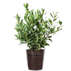Bay Laurel -Plant Seed Store Bay Laurel 3G Delilah Brown pot