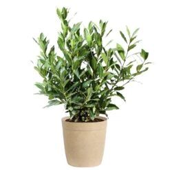 Bay Laurel -Plant Seed Store Bay Laurel 3G Delilah Tan pot