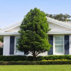 Bay Laurel - USDA Organic -Plant Seed Store Bay Laurel Shrub FGT 4