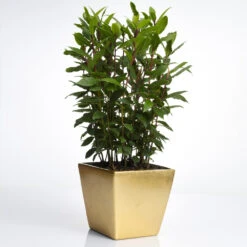 Bay Laurel - USDA Organic -Plant Seed Store Bay Laurel Shrub FGT 70a053b8 5238 44bb b72e 34af0f0d8286