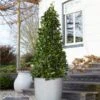 Bay Laurel Tree -Plant Seed Store Bay Laurel Tree Saratoga 2 600x600 af3ff32b 465d 4a2e a124 03484c3fdd39