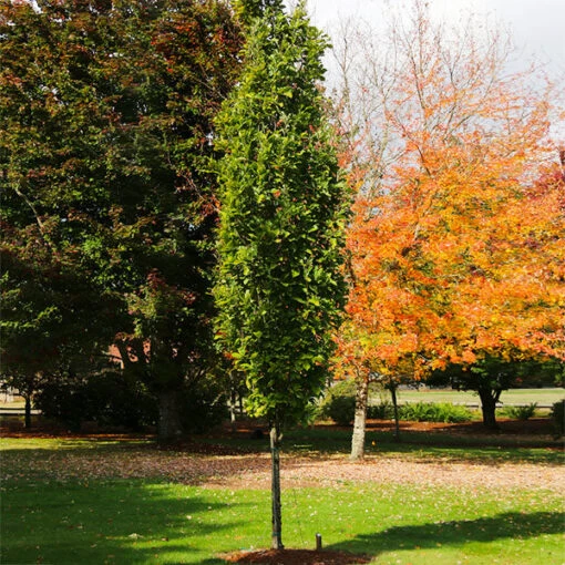 Beacon Swamp White Oak Tree -Plant Seed Store Beacon Swamp Oak 600x600 e2290bc8 934c 4711 a1e3 7b0fa177d095