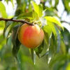 Belle Of Georgia Peach Tree (USDA Organic) -Plant Seed Store Belle of Georgia 600x600 45f29838 b04b 4d42 a727 f87c911c882b
