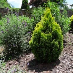 Berckman's Gold Arborvitae -Plant Seed Store Berckmans Arborvitae 1 FGT