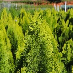 Berckman's Gold Arborvitae -Plant Seed Store Berckmans Arborvitae 8
