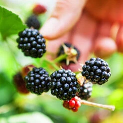 Big Daddy Blackberry Bush -Plant Seed Store Big Daddy Blackberry 1