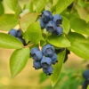 Biloxi Blueberry Bush -Plant Seed Store Biloxi Blueberry 600x600 9b2d6c1b b8be 4f97 beef aefdfd737345