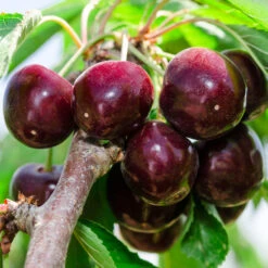 Cherry Pollinator Pack -Plant Seed Store Bing Cherry Tree 2 BB