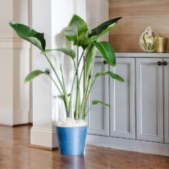 Bird Of Paradise - Orange -Plant Seed Store Bird of Paradise 9