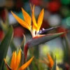 Bird Of Paradise - Orange -Plant Seed Store Bird of Paradise FGT 600x600 45c0b3af 61f2 4c68 bd5b 0a844cfb7027