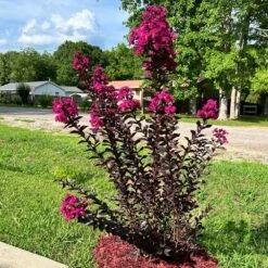 Black Diamond® Crape Myrtle - Mystic Magenta™ -Plant Seed Store Black Diamon Magestic magenta Crape Myrtle31