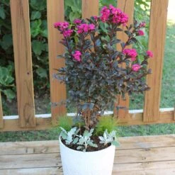 Black Diamond® Crape Myrtle - Mystic Magenta™ -Plant Seed Store Black Diamon Magestic magenta Crape Myrtle 1