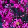 Black Diamond® Crape Myrtle - Mystic Magenta™ -Plant Seed Store Black Diamon Magestic magenta Crape Myrtle 600x600 703dbfb4 ff0a 40c3 b862 7837c7afa96a