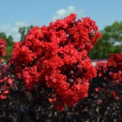 Black Diamond® Crape Myrtle - Best Red™ -Plant Seed Store Black Diamond Crape Myrtle 3 FGT