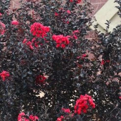 Black Diamond® Crape Myrtle - Best Red™ -Plant Seed Store Black Diamond Crape Myrtle 6 FGT