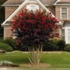 Black Diamond® Crape Myrtle - Best Red™ -Plant Seed Store Black Diamond Crape Myrtle FGT 600x600 ebd6e947 06c8 47e3 8d58 bdd0b8f08ce1