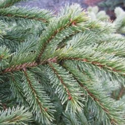 Black Hills Spruce Tree -Plant Seed Store Black Hills Spruce 6 FGT