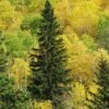 Black Hills Spruce Tree -Plant Seed Store Black Hills Spruce FGT 600x600 cb51d1ba de3b 4964 8e81 2204f60de25d