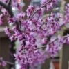 Black Pearl™ Redbud Tree -Plant Seed Store Black Pearl Redbud Tree 350 Thumb 9eb186b3 173d 4fb3 a56d f2317de1acff