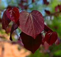 Black Pearl™ Redbud Tree 8 Black Pearl™ Redbud Tree -Plant Seed Store Black Pearl Redbud Tree 450 D1